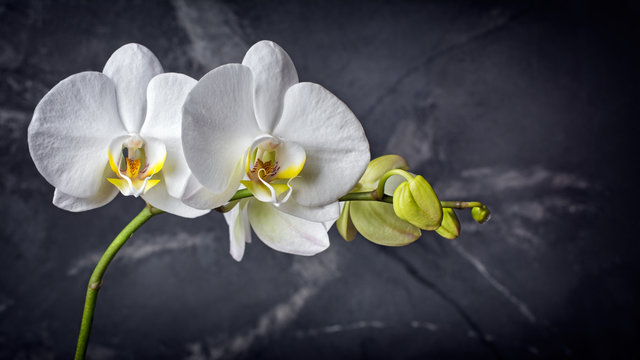 Fototapeta Branch with white orchid flowers on black marble