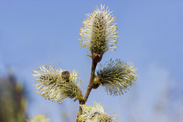 Male catkins of willow on branch closeup against of sky