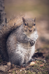 a grey squirrel in a park