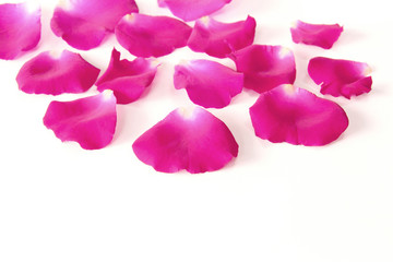 Pink rose petals on white background with copy space, concept flower of love and valentine's day.