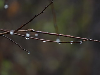 Water Drops on Nude Tree Branches