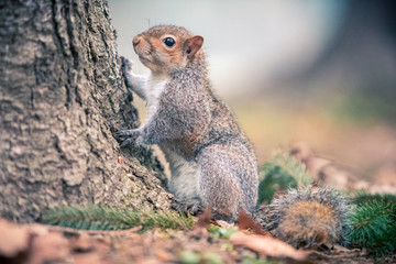 a grey squirrel in a park