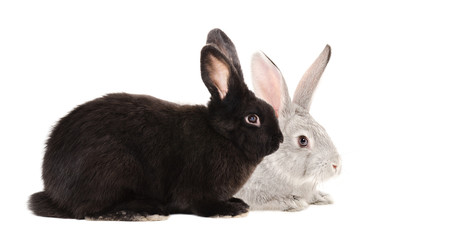 Black  and gray rabbits sitting together isolated on white background