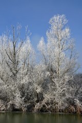 Reifbedeckter Baum am See