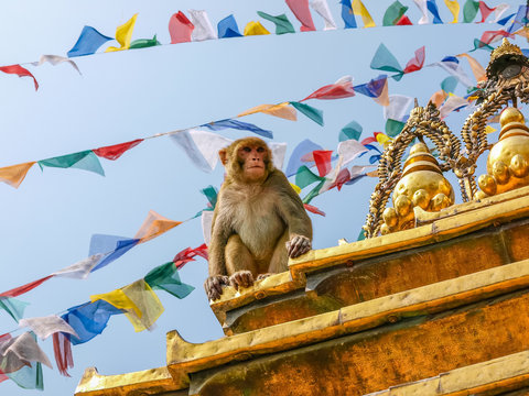 Sitting monkey on the stupa in Monkey temple, Kathmandu, Nepal