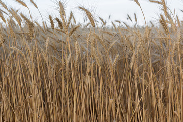 Fototapeta premium Ears of wheat or rye against the sky. Place for text. Agriculture. Ukraine