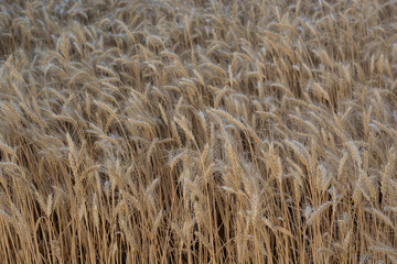 Field of ripening grain, barley, rye or wheat in summer, solid background. Agriculture.Ukraine. Copy space