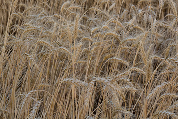 Field of ripening grain, barley, rye or wheat in summer, solid background. Agriculture.Ukraine. Copy space