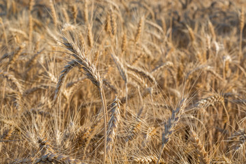 Field of ripening grain, barley, rye or wheat in summer, solid background. Agriculture.Ukraine. Copy space