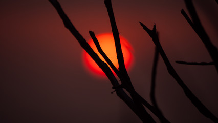 sun through tree branches. Sunset, sunrise with clouds. orange skies and sun