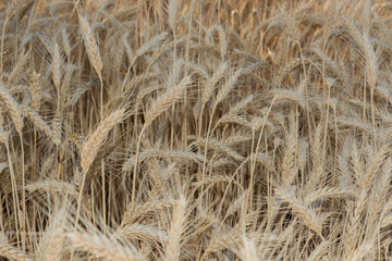 Field of ripening grain, barley, rye or wheat in summer, solid background. Agriculture.Ukraine. Copy space