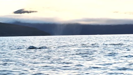 orcas and humpback whales hunting for herrings in the fjords of Norway in winter