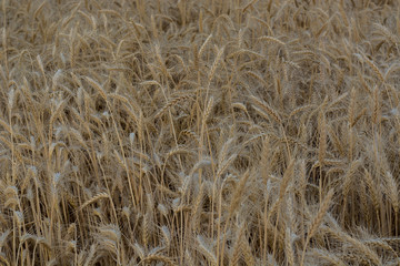 Field of ripening grain, barley, rye or wheat in summer, solid background. Agriculture.Ukraine. Copy space