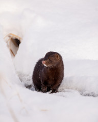 mink in the snow outside of a hole