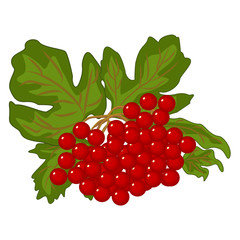Red berries of viburnum with green foliage - vector clipart. A beautiful bunch of bright blood scarlet kalyna fruit is a national and folk symbol of Ukraine