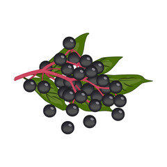 Bunch of small black round elderberry berries with green leaves - vector clipart. Pink stem with ripe black fruit of the Sambucus, plant using in food and traditional medicine