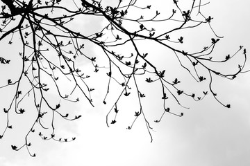 beautiful tree branch - monochrome