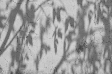 shadow of branches and leaves on a white wall