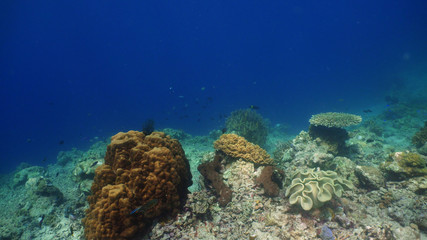 coral reef and tropical fish. underwater world diving and snorkeling on coral reef. Hard and soft corals underwater landscape