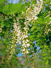 Blühende Robinie,  Robinia