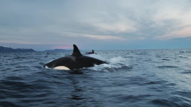 orcas and humpback whales hunting for herrings in the fjords of Norway in winter