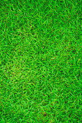 Green fresh grass texture