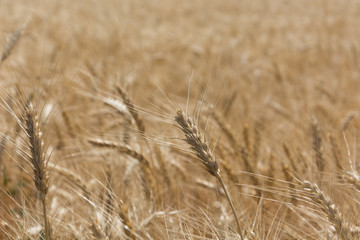 Field of ripening grain, barley, rye or wheat in summer, solid background. Agriculture.Ukraine. Copy space
