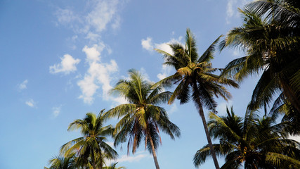 Obraz na płótnie Canvas coconut palm tree against blue sky. travel concept. tropical coast and frame coconut tree