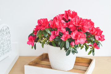 Azalea flowers in a pot. Balcony garden. Interior
