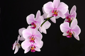 Naklejka na ściany i meble Orchid flower on black background. pink phalenopsis
