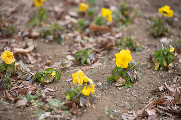 黄色いパンジーの花