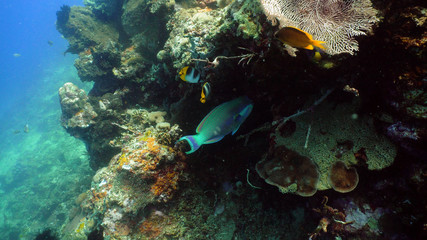 coral reef and tropical fish. underwater world diving and snorkeling on coral reef. Hard and soft corals underwater landscape