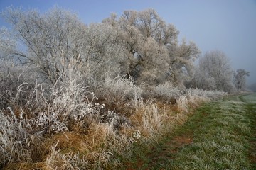 Winterlandschaft mit Reif im Nebel