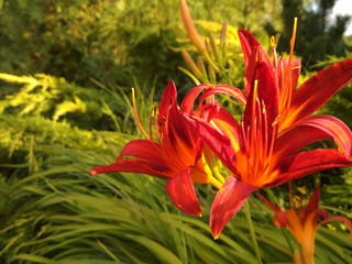 Fototapeta premium Blooming bright lily, hemerocallis in green garden. Variety day lily bud close up.
