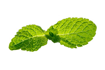 Fresh mint leaves isolated on white background.