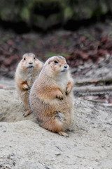 two meerkats in the sand