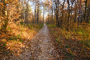Panoramic view of the forest, with its bright colors, in an autumn afternoon.