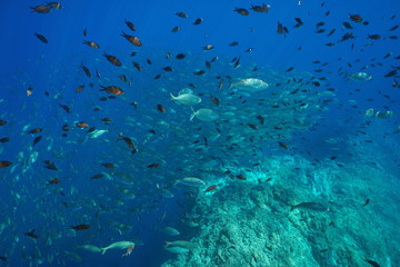 Fototapeta na wymiar Underwater Mediterranean sea school of fish (Chromis chromis and Sarpa salpa), France, marine reserve of Cerbere Banyuls, Pyrenees-Orientales