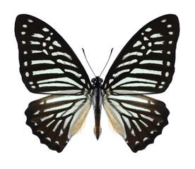 Butterfly Graphium macareus (male) on a white background