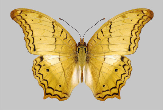 Butterfly Vindula dejone on a gray background