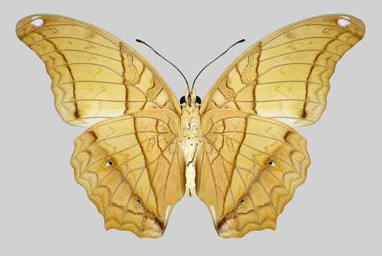 Butterfly Vindula dejone on a gray background