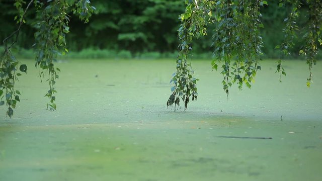 Summer natural background with tree branches over a pond overgrown with duckweed