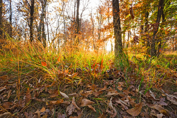 Panoramic view of the forest, with its bright colors, in an autumn afternoon.