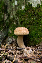 Porcini mushroom grows on the forest floor at autumn season..