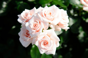 Obraz na płótnie Canvas 薄いピンクのバラの花