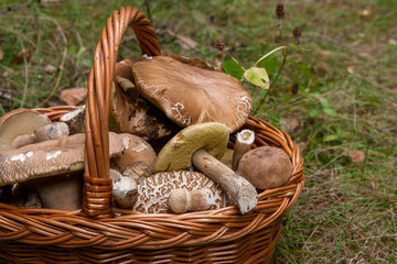 Porcini mushrooms (Boletus edulis, cep, penny bun, porcino or king bolete) in the wicker basket on natural background..