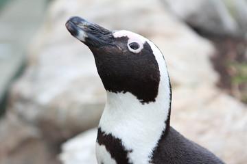 freilebende wilde Pinguine in Südafrika