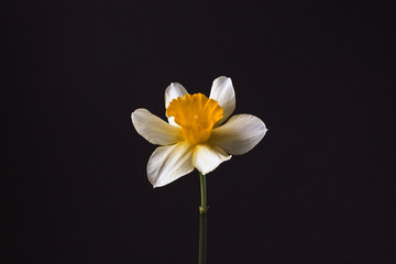 Naklejka na ściany i meble Stylish minimalist still life with Narcissus on a dark background