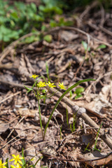 Gagea lutea, the Yellow Star-of-Bethlehem blooming in the spring forest. .