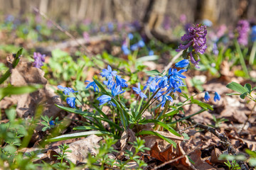 Scilla siberica (Siberian squill or wood squill) small blue flower in forest. Spring blossom in...